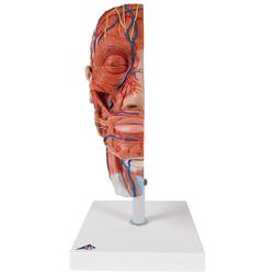 Kopfmodell Halbes mit Muskulatur - 3B Smart Anatomy / Bild 2