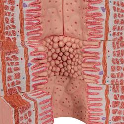 Verdauungstrakt Modell 3B MICROanatomy™  / Bild 7