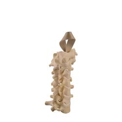 Halswirbel, Cervical, ORTHObones Standard / Bild 2