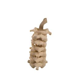 Halswirbel, Cervical, ORTHObones Standard / Bild 3