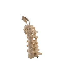 Halswirbel, Cervical, ORTHObones Standard / Bild 4