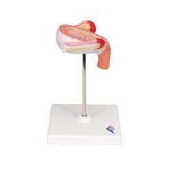 Fetus Modell 3. Monat - 3B Smart Anatomy / Bild 3