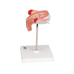 Fetus Modell 3. Monat - 3B Smart Anatomy / Bild 5