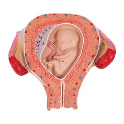 Fetus Modell 3. Monat - 3B Smart Anatomy / Bild 7