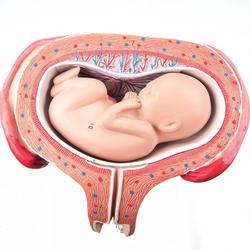 Fetus Modell 5. Monat Rückenlage - 3B Smart Anatomy