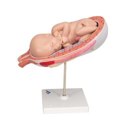 Fetus Modell 7. Monat - 3B Smart Anatomy / Bild 5