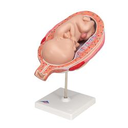 Fetus Modell 7. Monat - 3B Smart Anatomy / Bild 6