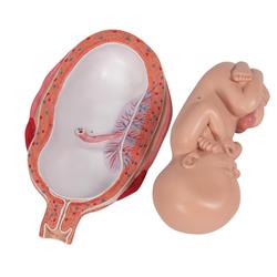 Fetus Modell 7. Monat - 3B Smart Anatomy / Bild 7