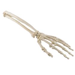 Hand & Handgelenk, ORTHObones Standard / Bild 2