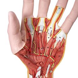 Handmodell mit Muskeln & Sehnen 3-teilig  / Bild 2