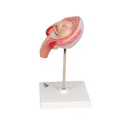 Fetus Modell  4. Monat  Bauchlage - 3B Smart Anatomy / Bild 5