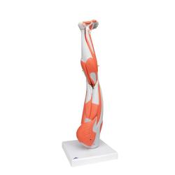 Beinmuskel Modell 9-teilig  3B Smart Anatomy / Bild 2