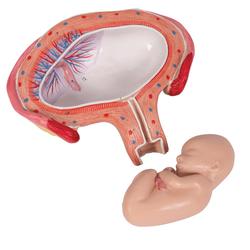 Fetus Modell  4. Monat  Bauchlage - 3B Smart Anatomy / Bild 7