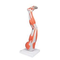 Beinmuskel Modell 9-teilig  3B Smart Anatomy / Bild 6