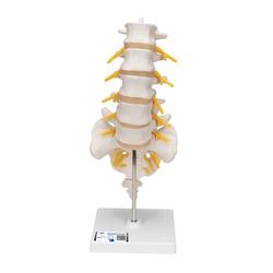 Lendenwirbelsäulenmodell beweglich auf Stativ
