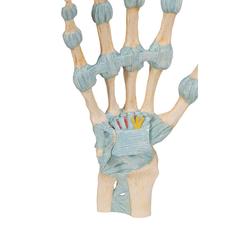 Modell des Handskeletts mit Bändern & Karpaltunnel  / Bild 7