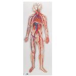 Blutkreislauf Modell - 3B Smart Anatomy / Bild 1