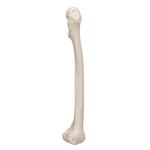 Oberschenkelknochen Modell - 3B Smart Anatomy / Bild 5