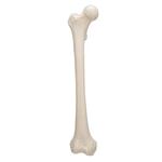 Oberschenkelknochen Modell - 3B Smart Anatomy / Bild 6