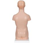 Mini-Torso,12-teilig - 3B Smart Anatomy / Bild 2