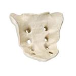 Kreuzbein (Sacrum), ORTHObones Premium  / Bild 1