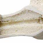 Kreuzbein (Sacrum), ORTHObones Premium  / Bild 2