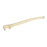 Elle rechts, (Ulna), ORTHObones Premium / Bild 1