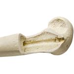 Elle rechts, (Ulna), ORTHObones Premium / Bild 2