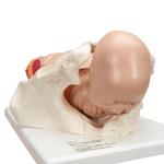 Geburtsstadien Modell gross - 3B Smart Anatomy / Bild 3