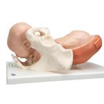 Geburtsstadien Modell gross - 3B Smart Anatomy / Bild 4