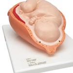 Geburtsstadien Modell gross - 3B Smart Anatomy / Bild 7