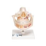 Gebissmodell eines Erwachsenen - 3B Smart Anatomy / Bild 1