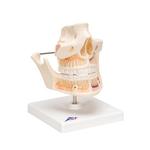 Gebissmodell eines Erwachsenen - 3B Smart Anatomy / Bild 2