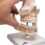 Gebissmodell eines Erwachsenen - 3B Smart Anatomy / Bild 8