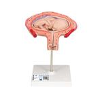 Fetus Modell  4. Monat  Bauchlage - 3B Smart Anatomy / Bild 1