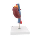 Nierenmodell mit Gefässen 2-teilig - 3B Smart Anatomy / Bild 5