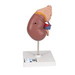 Nierenmodell mit Nebenniere 2-teilig - 3B Smart Anatomy / Bild 1