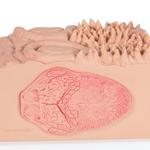 Zunge Modell  3B MICROanatomie™  / Bild 8