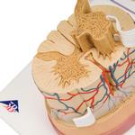 Rückenmarkmodell mit Nerven / Bild 2