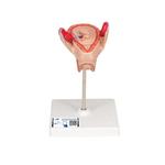 Embryo Modell 2. Monat - 3B Smart Anatomy / Bild 1