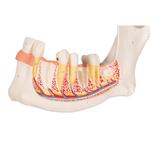 Unterkieferhälfte 3- fache Grösse 6-teilig  / Bild 7