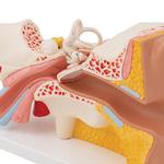 Ohr 3- fache Grösse 4- teilig - 3B Smart Anatomy / Bild 8