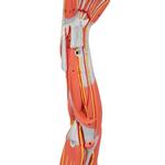 Armmuskel Modell 6-teilig - 3B Smart Anatomy / Bild 8