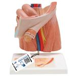 Leistenbruchmodell - 3B Smart Anatomy / Bild 1