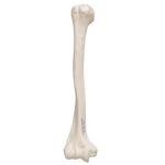 Oberarmknochen Modell - 3B Smart Anatomy / Bild 3