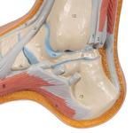 Fussmodell Hohlfuss (Pes cavus) - 3B Smart Anatomy / Bild 7