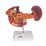 Modell der hinteren Oberbauchorgane - 3B Smart Anatomy / Bild 1