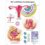 Lehrtafel - Die weiblichen Genitalorgane / Bild 1