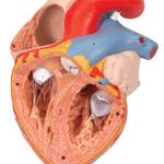 Herzmodell mit Luft- Speiseröhre 2-fache Grösse 5-teilig / Bild 5