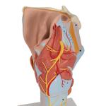Kehlkopfmodell, 2-fache Grösse, 7-teilig  / Bild 7